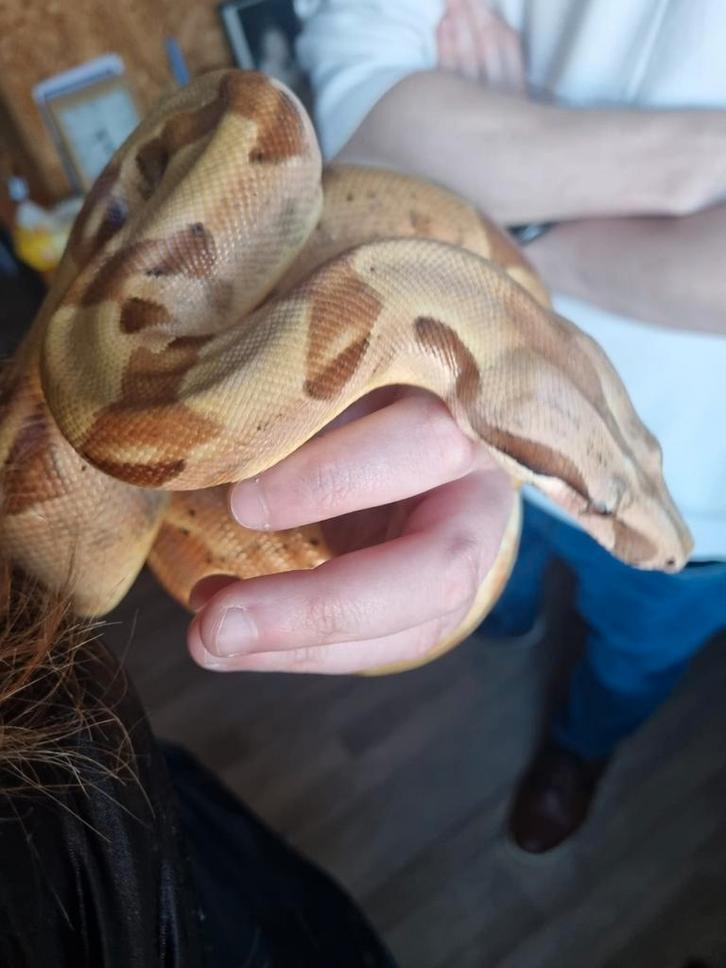 Boa constrictor 2021 met terrarium Boa Constrictor - unknown for sale from Kaatje