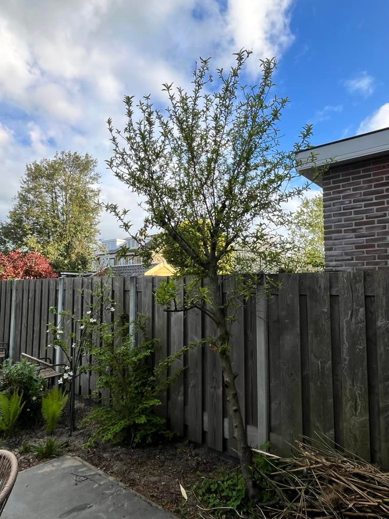 Perzikboom, Tuin en Terras, Planten | Fruitbomen, Ophalen, Lente, Overige soorten, Volle zon