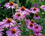 Echinacea purpurea Magnus in p9 pot., Tuin en Terras, Volle zon, Vaste plant, Zomer, Ophalen