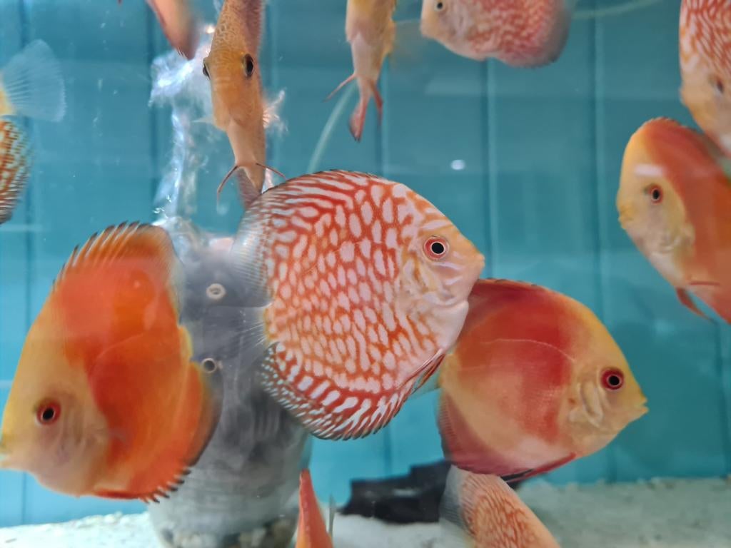 Red Melon Discus, Symphysodon Discus Red Melon, Vis, Zoetwatervis