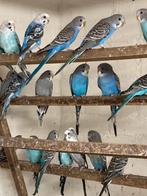 Blackwing/blackface, Meerdere dieren, Parkiet