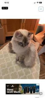 Schattige Ragdoll kittens binnenkort beschikbaar, Meerdere dieren