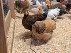 Wyandotte kriel hennen, Dieren en Toebehoren, Vrouwelijk, Kip