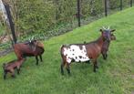 Dwerggeitjes, Dieren en Toebehoren, Vrouwelijk, Geit, 0 tot 2 jaar