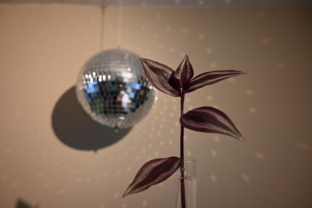 Stekje zebrablad (Tradescantia zebrina Burgundy) plant, Huis en Inrichting, Kamerplanten, Overige soorten, Minder dan 100 cm, Groene kamerplant