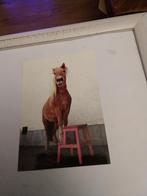 SHETLAND PONY, Ophalen of Verzenden