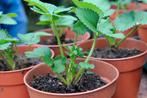 Aardbeiplanten Biologisch, Ophalen of Verzenden, Overige soorten, Volle zon