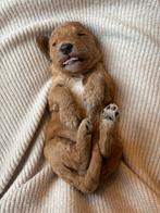 Prachtig nest Australian labradoodle pups, 8 tot 15 weken, Parvo, Meerdere, Meerdere dieren