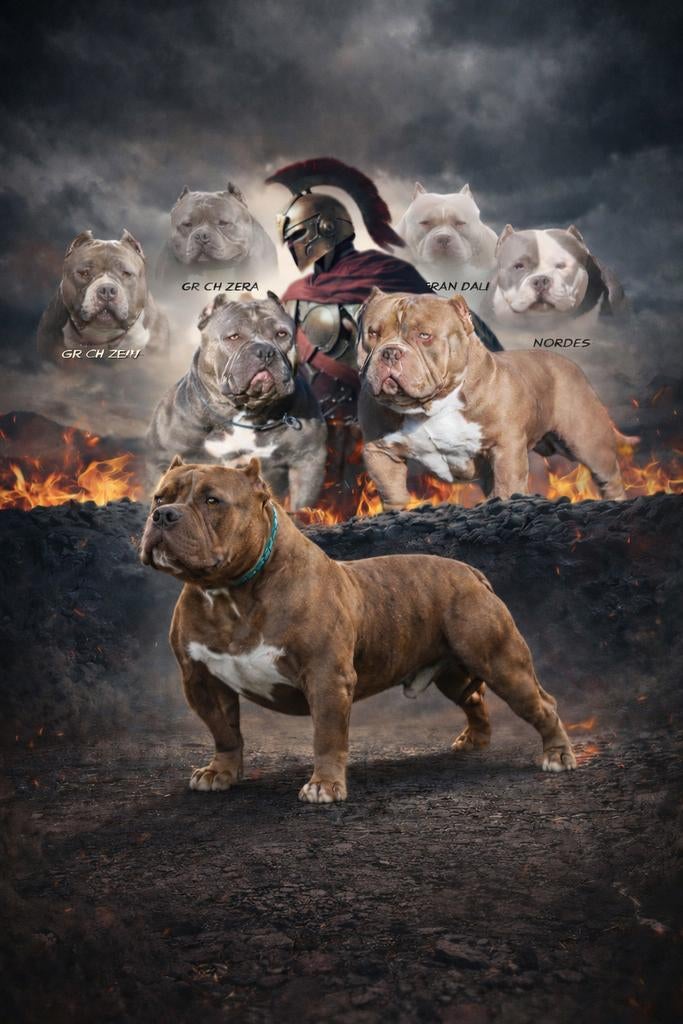 American bully dekreu, Dieren en Toebehoren, 1 tot 2 jaar, Parvo, Eén hond, Nederland