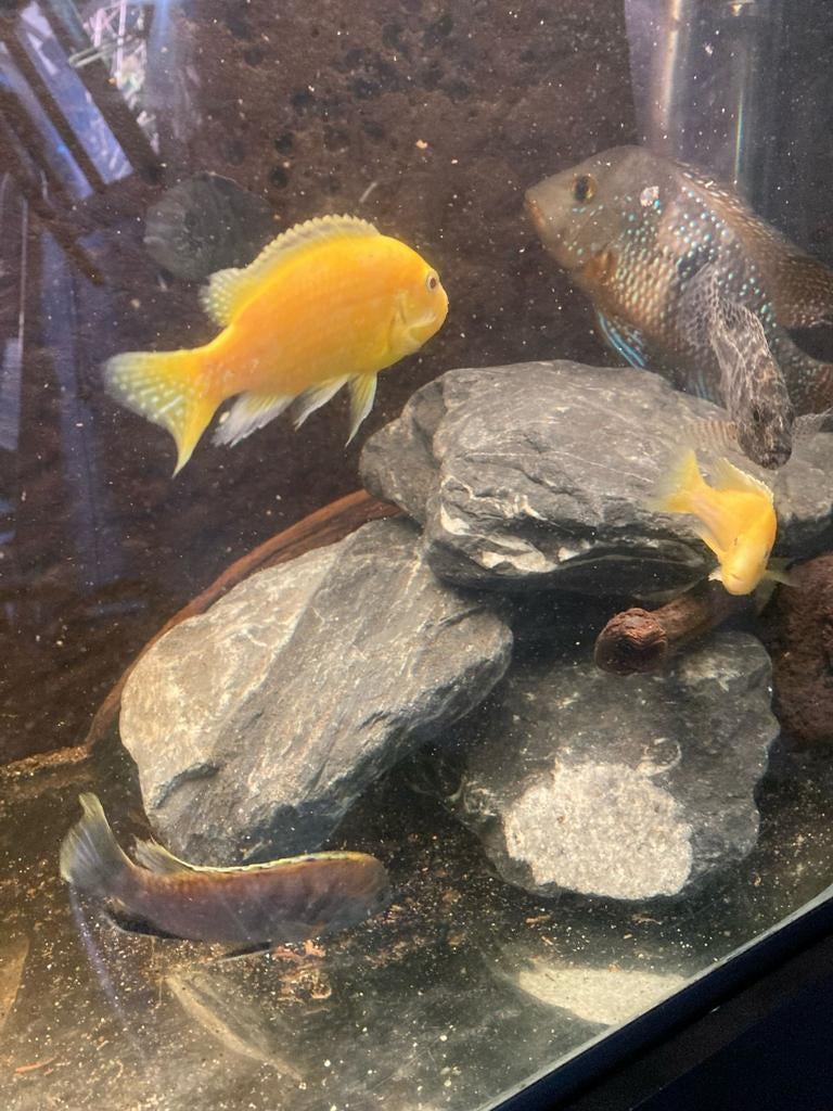 Cichliden vissen, Dieren en Toebehoren, Vissen | Aquariumvissen, Vis, Zoetwatervis