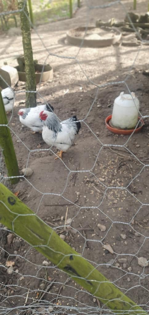 Wyandot  kriel haan., Dieren en Toebehoren, Pluimvee, Mannelijk, Kip