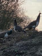 3 pauwen, van aug 2024., Meerdere dieren, Overige soorten