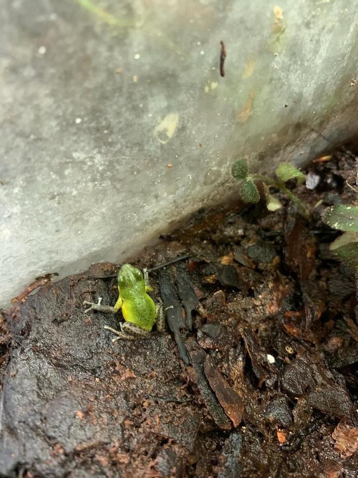 Gifkikkers Frog - unknown for sale from Charmaine