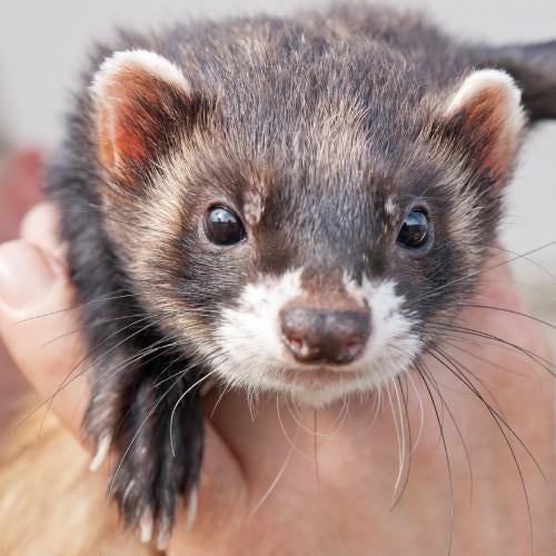 Gezocht! Fret, April