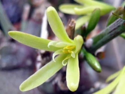 Caudex Adenia Spinosa uit Zuid Afrika 15cm pot., Overige soorten, Ophalen of Verzenden, In pot, Minder dan 100 cm