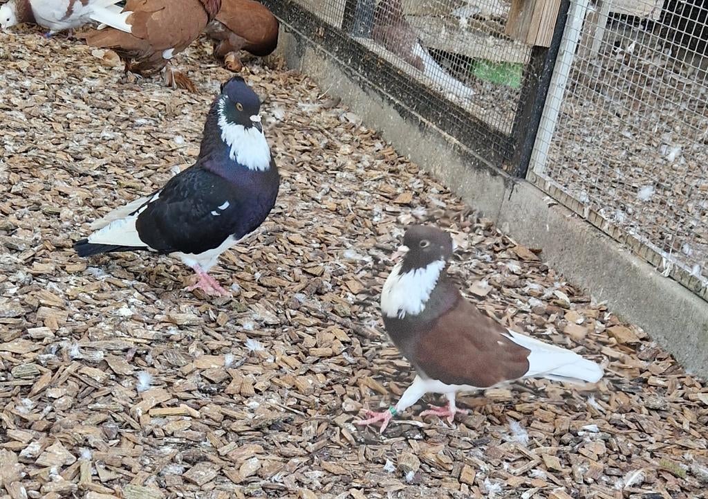 Belgische Ringslager, Dieren en Toebehoren, Vogels | Duiven, Meerdere dieren, Postduif