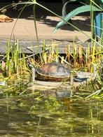 Waterschildpad ( gevraagd/opvang/gratis), Schildpad, 0 tot 2 jaar