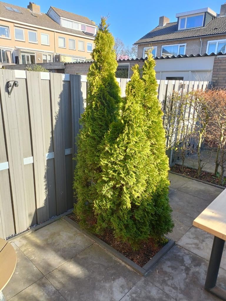 Coniferen, tegen elk aannemelijk bod, Tuin en Terras, Ophalen, Bloeit niet, Halfschaduw, Overige soorten