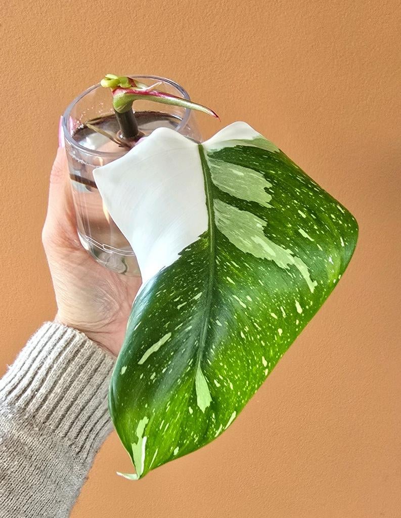 Philodendron White Princess stekje met mooi wit blad, Huis en Inrichting, Kamerplanten, Ophalen of Verzenden