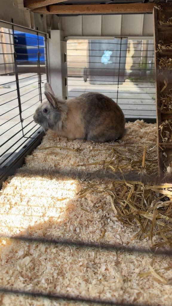 Konijnen, Dieren en Toebehoren