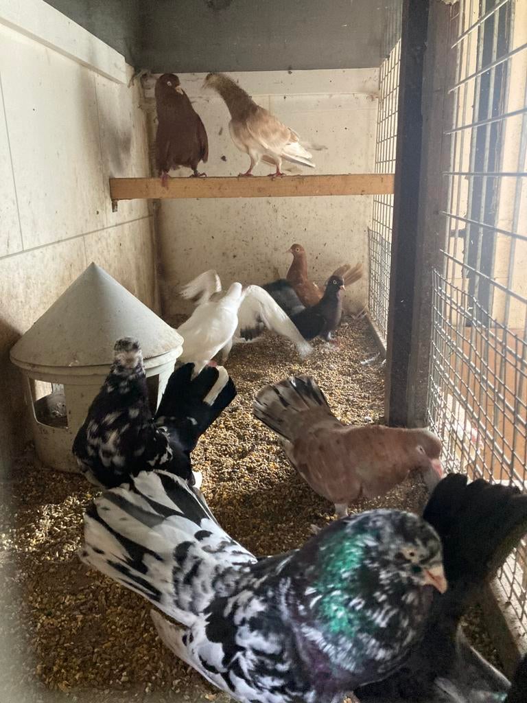 10 oosterse rollers, Meerdere dieren, Tuimelaar of Roller