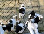 Doodle pups beschikbaar, Parvo, 8 tot 15 weken, Meerdere, Meerdere dieren