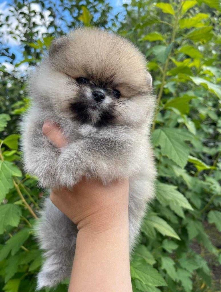 Pomeranian Spitz sable, cream, white, Dieren en Toebehoren, Honden | Poolhonden, Keeshonden en Oertypen, Meerdere dieren, Keeshond