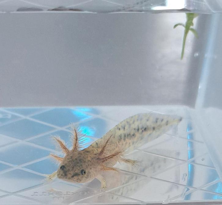 Axolotl baby's, Dieren en Toebehoren, Insecten en Spinnen, Overige soorten