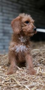 🥰knappe medium golden doodle x pups mogen verhuizen 🥰, Dieren en Toebehoren, Parvo, Overige rassen, 8 tot 15 weken, Meerdere