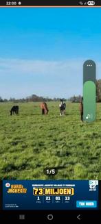 Weiland voor oudere/revalidatie of vakantie paarden en pony', Weidegang, 4 paarden of pony's of meer