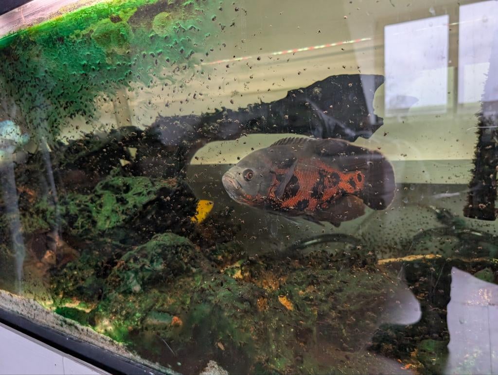 Aquarium Juwel 450 met toebehoren, Ophalen, Gebruikt, Inclusief vissen, Gevuld zoetwateraquarium