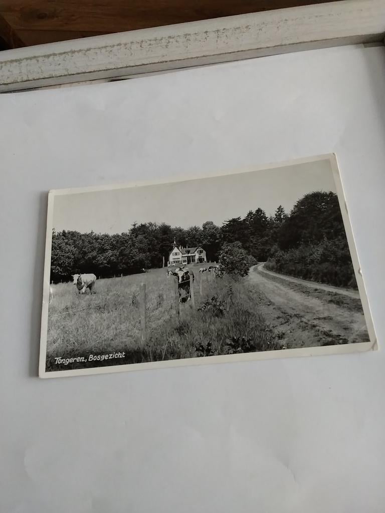 TONGEREN. BOSGEZICHT, Ophalen of Verzenden, Voor 1920, Zuid-Holland