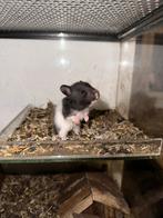 Baby goudhamsters, Dieren en Toebehoren, Hamster, Maart, Meerdere dieren, Tam