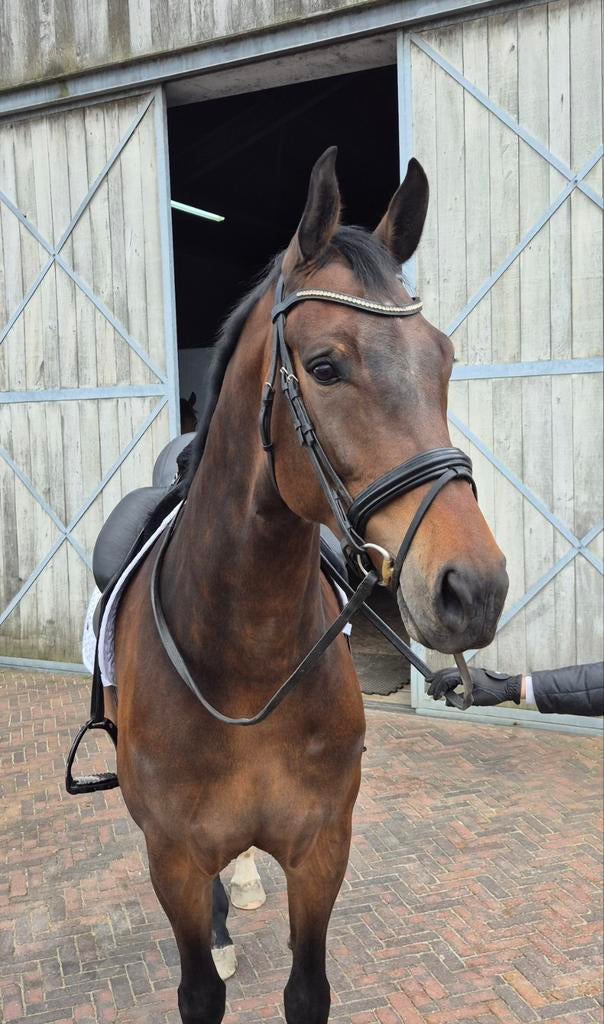 Interessante fokmerrie / rijpaard te koop, Dieren en Toebehoren, Paarden, Merrie, 3 tot 6 jaar