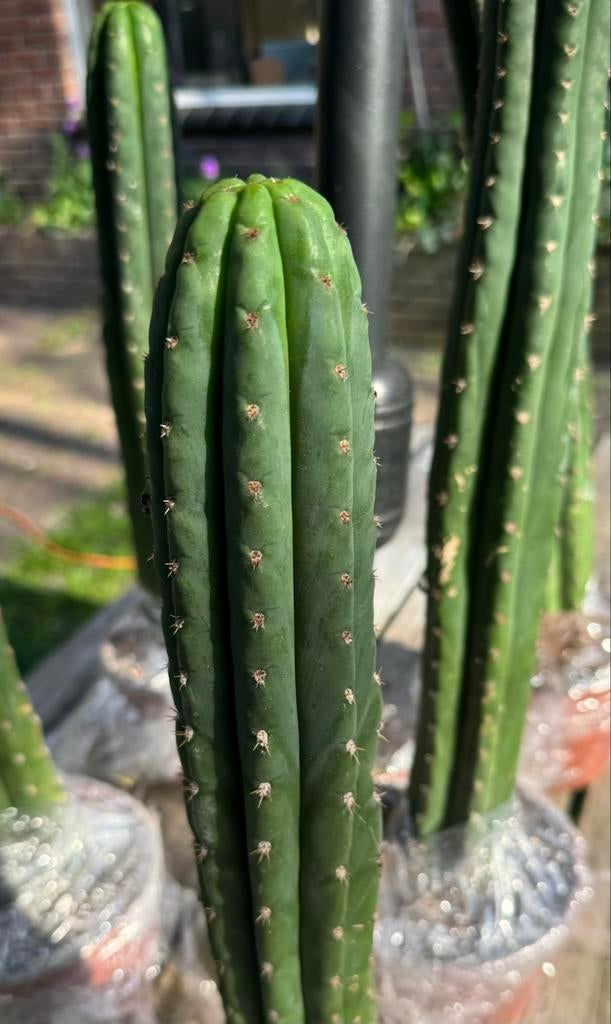 Trichocereus Pachanoi “Blue Torch” San Pedro (Icaro DNA), Overige soorten, Volle zon, Vaste plant, Ophalen of Verzenden