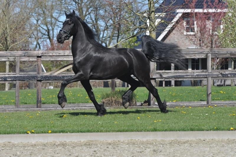 friese merrie 5 jaar, Dieren en Toebehoren, Merrie, Met stamboom, Dressuurpaard, Zadelmak