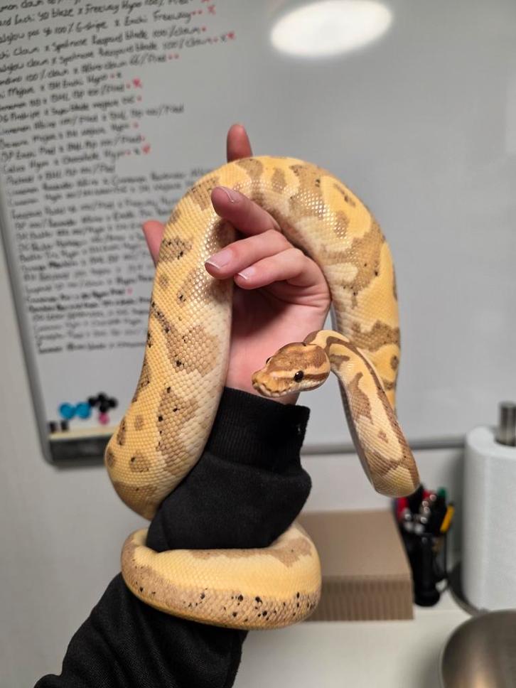 Banana Leopard(Yellowbelly) 100%Clown️ 2023 Ball Python - unknown for sale from G.B