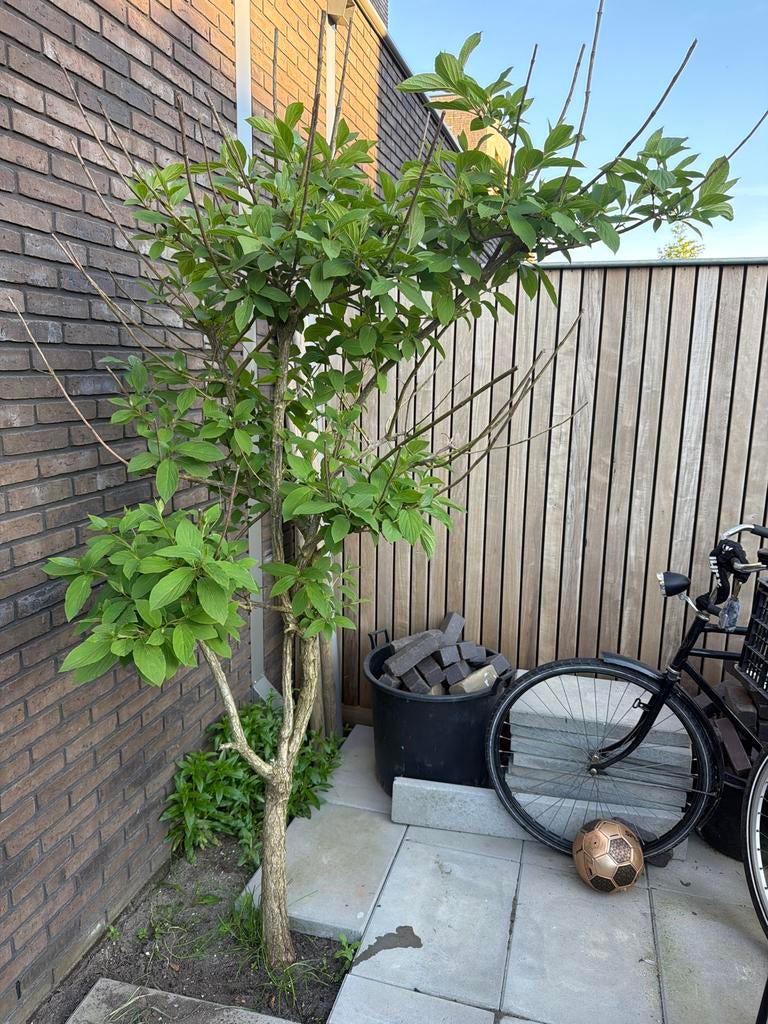 Gratis pluimhortensia - geeft mooie bloemen, Tuin en Terras, Planten | Tuinplanten, Vaste plant, Halfschaduw, Zomer, Ophalen