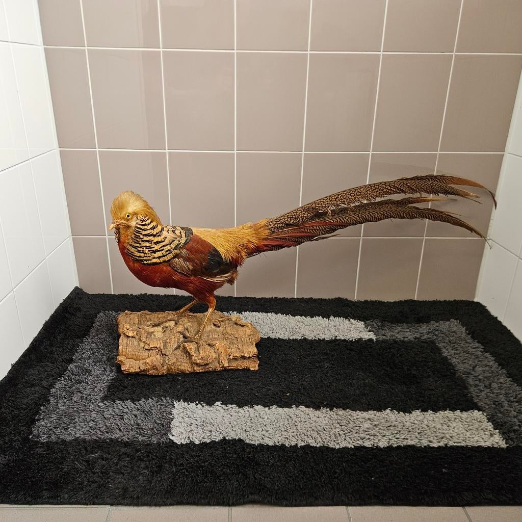 Opgezette goudfazant opgezet taxidermie taxidermy preparaat, Ophalen of Verzenden, Gebruikt, Vogel, Opgezet dier