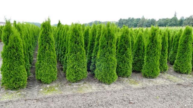Thuja Smaragd coniferen, Tuin en Terras, Planten | Bomen, Bloeit niet, Halfschaduw, 100 tot 250 cm, Overige soorten