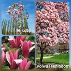 Prachtige magnolia, Ophalen of Verzenden, Lente, Overige soorten, Volle zon