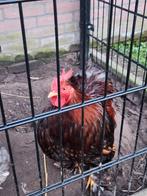 Cochin kriel haantje, Mannelijk, Kip