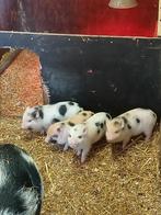 Micro biggetjes., Dieren en Toebehoren, Meerdere dieren, Varken, 0 tot 2 jaar