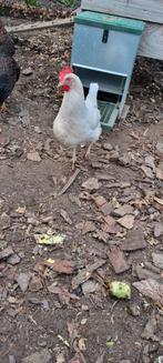 Witte Leghorn legkip, Vrouwelijk, Kip