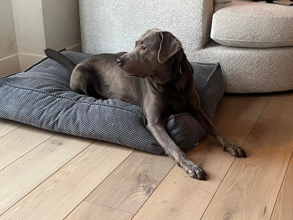 Lieve silver labrador 4 jaar oud, Teef, Labrador retriever, Parvo, Eén hond