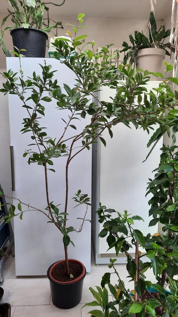 Bloeiende GUAVE Boompje. Ongeveer 2 meer hoog. €60,00, Tuin en Terras, Planten | Bomen, Overige soorten, Minder dan 100 cm, Zomer