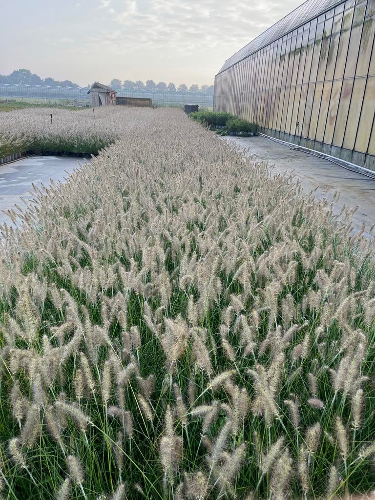 Lampepoetsergras Hameln, Ophalen, Volle zon, Vaste plant, Siergrassen