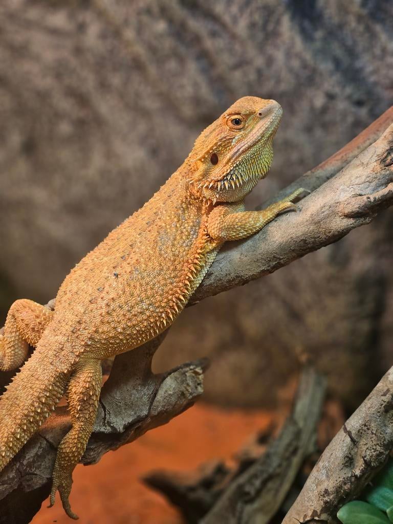 Baardagaam dames 2x 8mnd oud Bearded Dragon - female for sale from Eileen