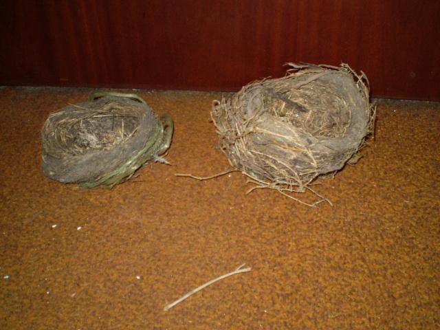 Twee echte vogelnestjes, die toevallig in een heg zaten die, Diversen, Pasen, Gebruikt, Ophalen of Verzenden