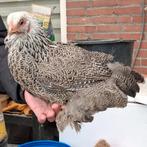 Brahma kriel hen, Dieren en Toebehoren, Pluimvee, Vrouwelijk, Kip